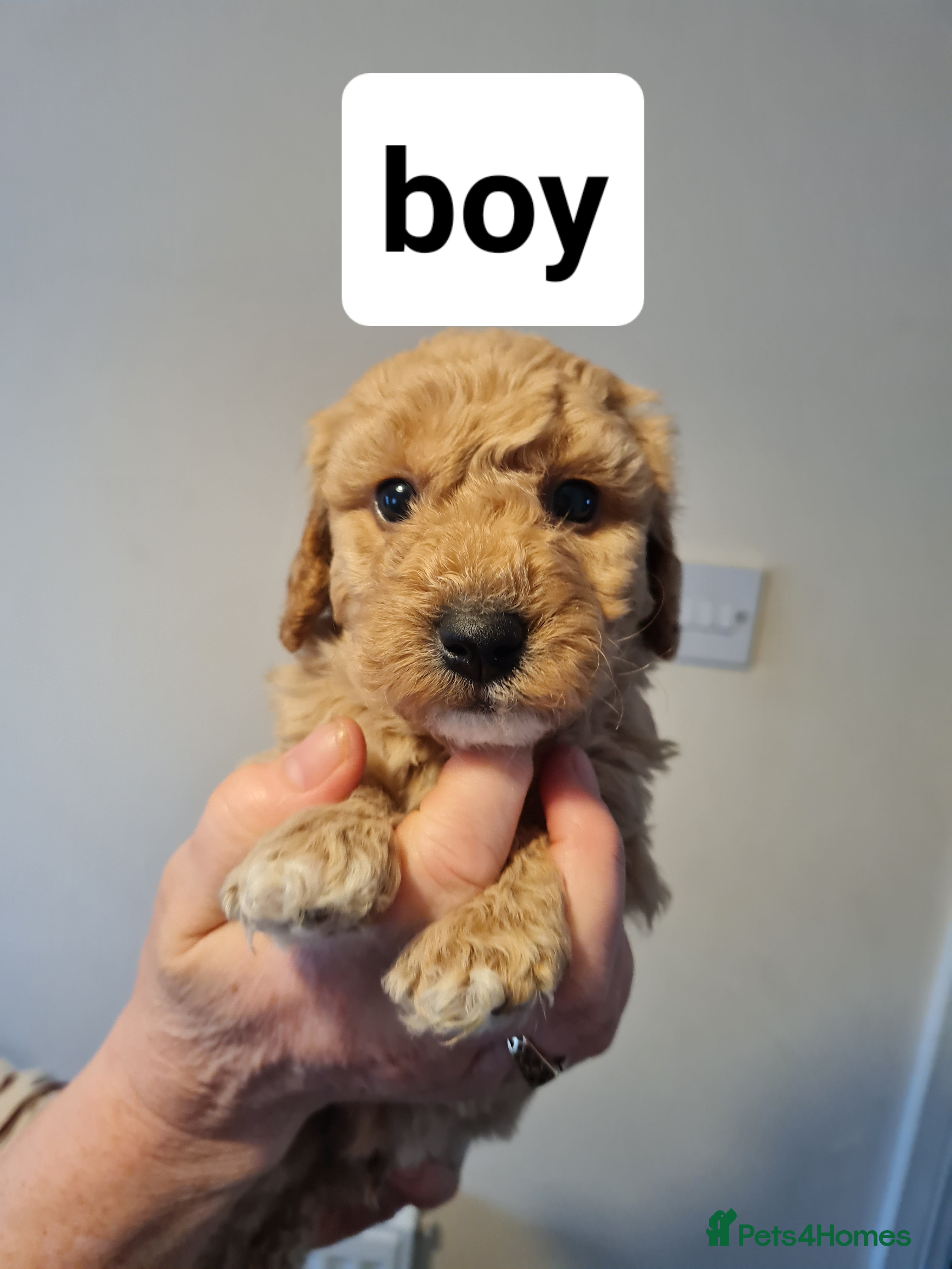 Poochon dogs 1 beautiful fluffy poochon boy left for sale - Advert 2