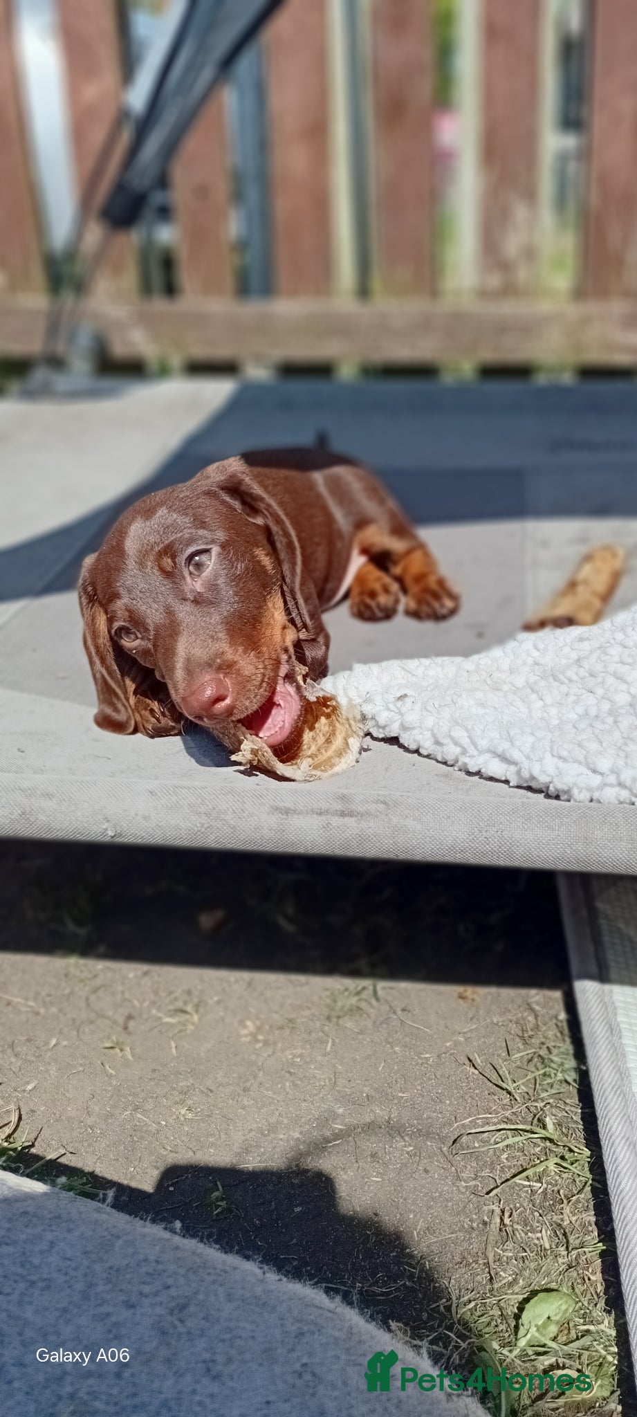 Miniature Dachshund dogs Stunning Chocolate & Tan Miniature Dachshund - Advert 2