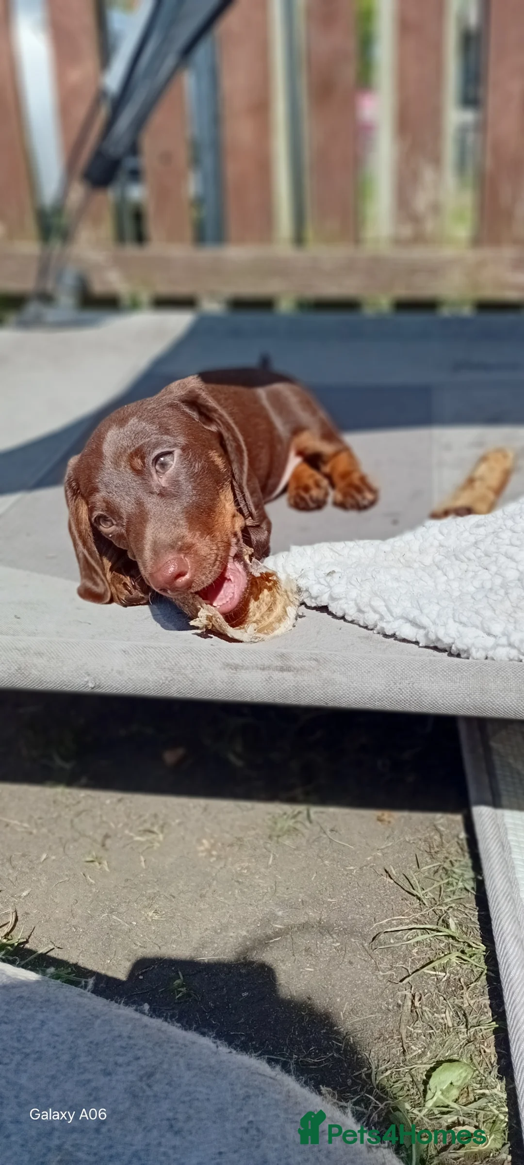Miniature Dachshund dogs for sale: Stunning Chocolate & Tan Miniature Dachshund - Advert 1