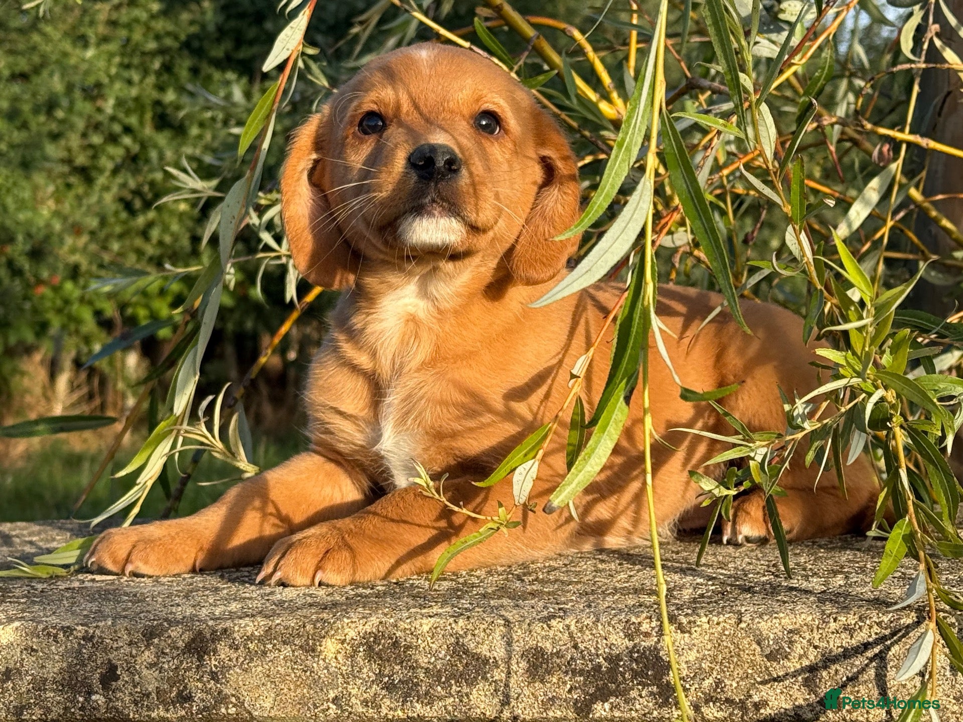 Cockerdor dogs Beautiful Deep Red Cockerdors DNA Clear - Advert 1