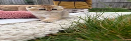 Scottish Fold cats for sale: British golden cat - Advert 2