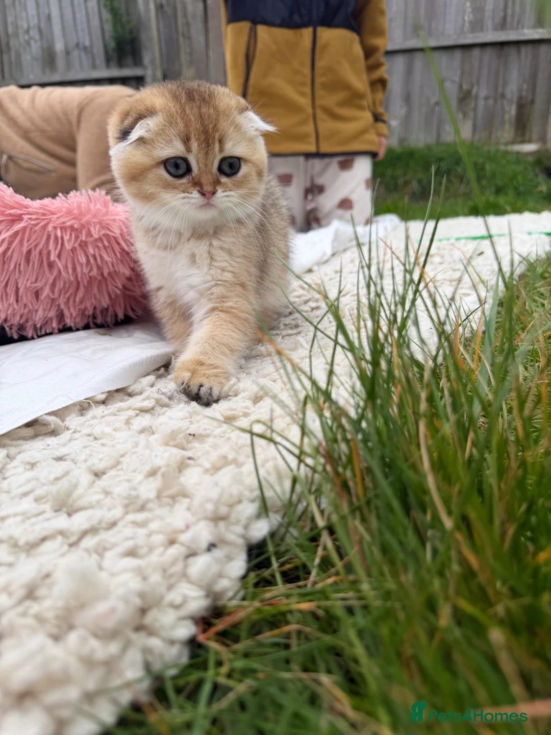 Scottish Fold cats for sale: British golden cat - Advert 2
