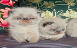 Exotic cats for sale: Last Remaining Exotic Shorthair Boy - Image 12
