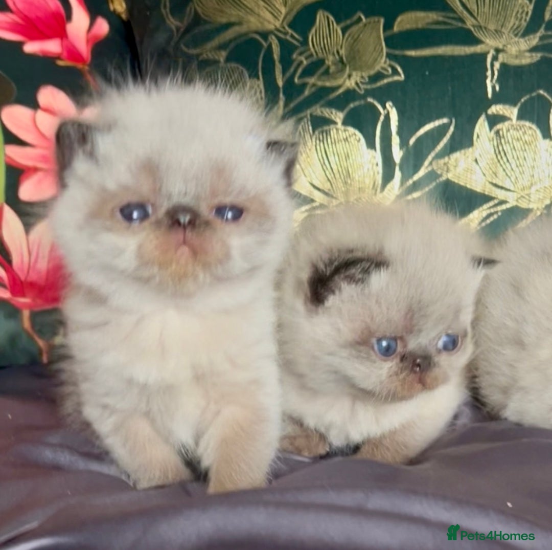 Exotic cats for sale: Last Remaining Exotic Shorthair Boy - Image 12