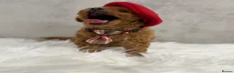 Toy Poodle dogs for sale: Asian type toy poodle  - Advert 14