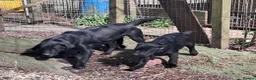 Labrador Retriever dogs for sale: Chunky well grown black Labrador puppies. KC, DNA. - Advert 3