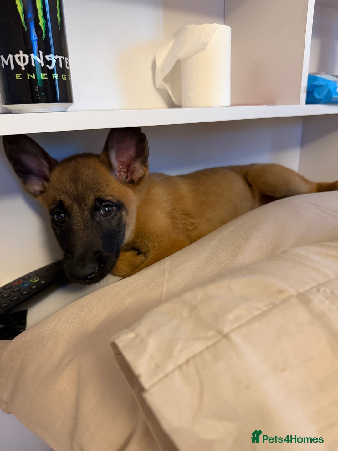 Belgian Shepherd Dog dogs for sale: Belgian Malinois pup - Advert 4