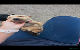 Labrador Retriever dogs for sale: Ready now!! KC Fox Red & Black Labrador Puppies - Image 40
