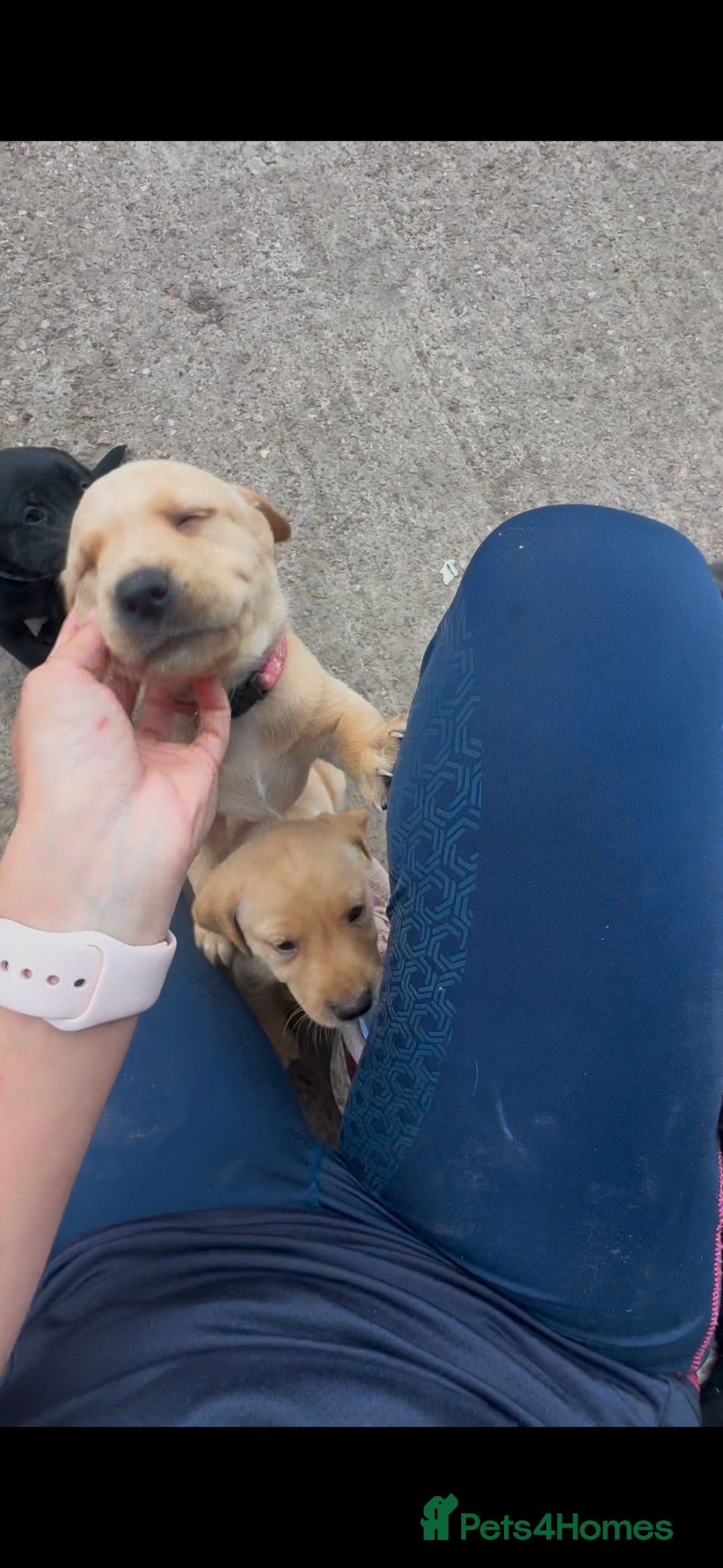 Labrador Retriever dogs for sale: Ready now!! KC Fox Red & Black Labrador Puppies - Image 40