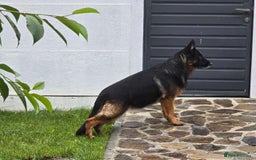 German Shepherd dogs for adoption: 💖🐶 NIKKI 🐶💖 - Image 6