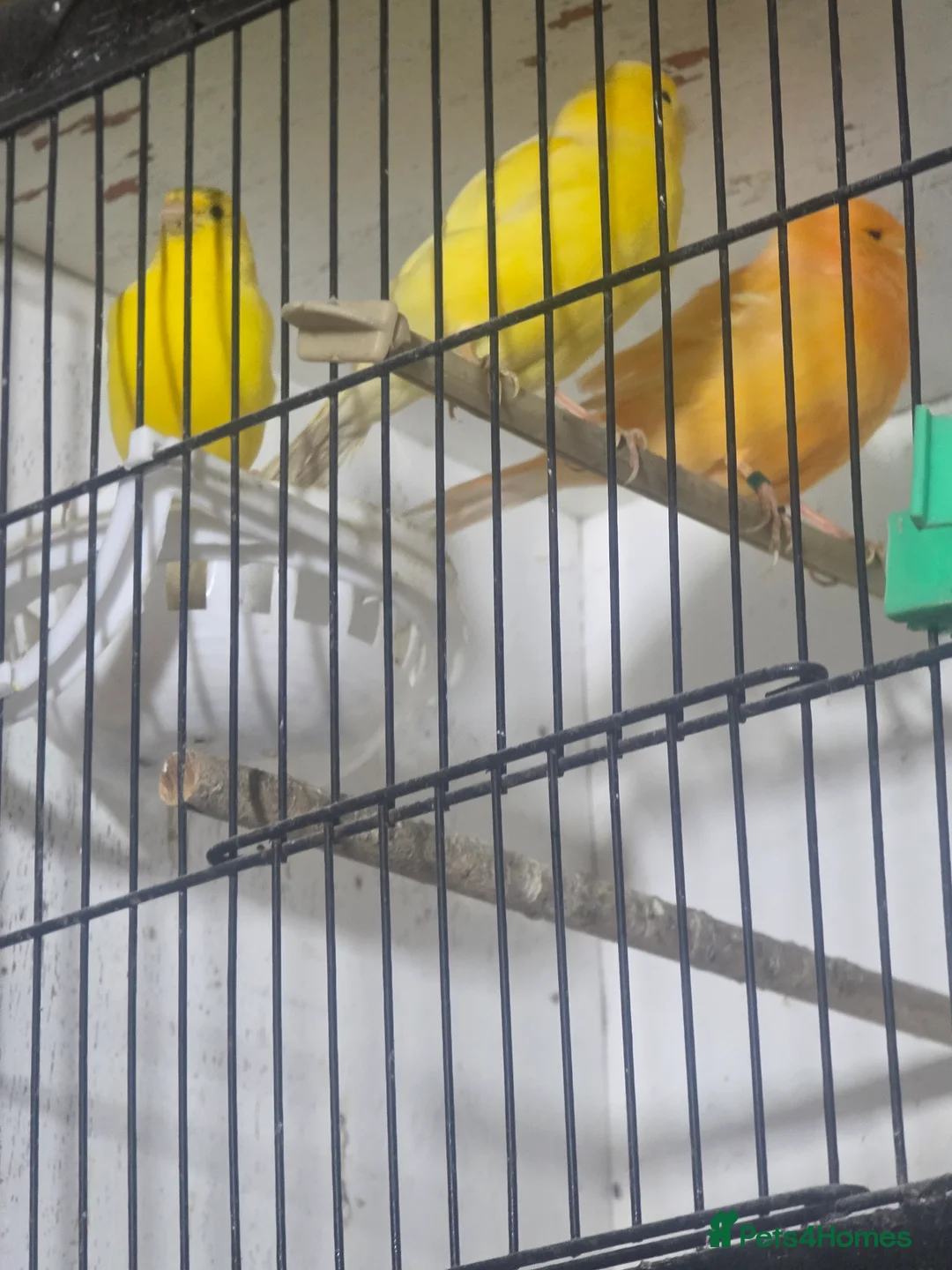 Budgerigars birds for sale: Proven Pair of lutino budgies (yellow) + canaries - Advert 8