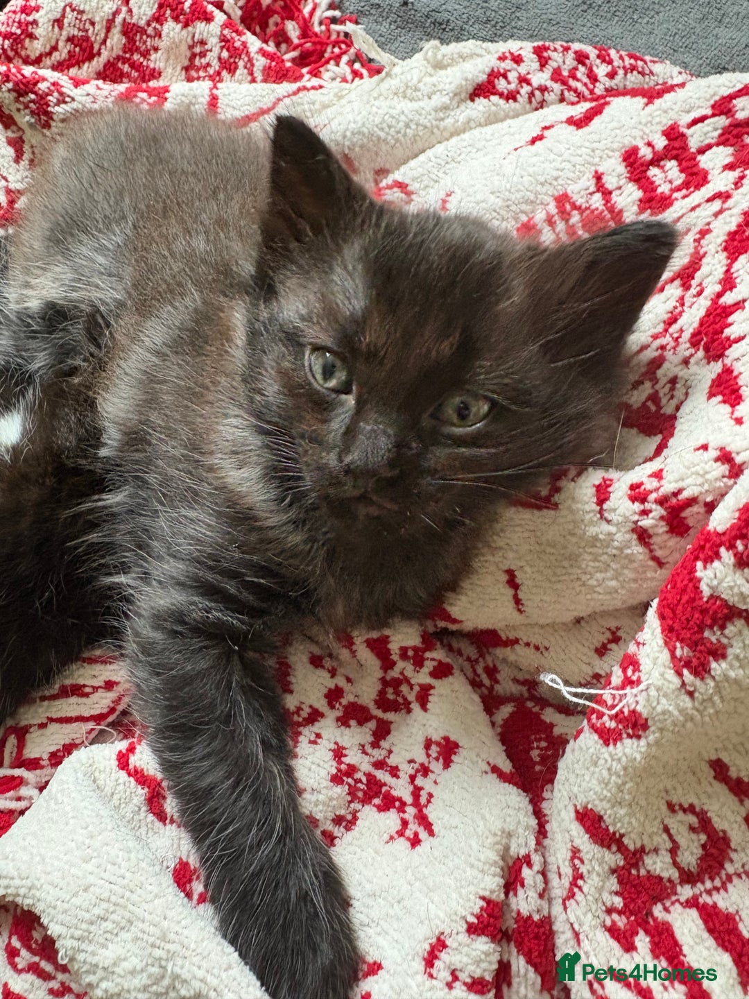 Mixed Breed cats for sale: Mixed rag doll  - Image 3