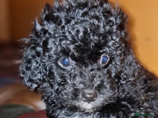 Cavapoo dogs Gorgeous f1bb Multicolour Cavapoo pups - Advert 6