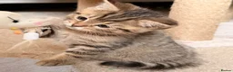 Persian cats for sale: Beautiful Persian Cross Kittens - 4 little ladies - Advert 34