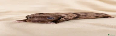 Cocker Spaniel 4