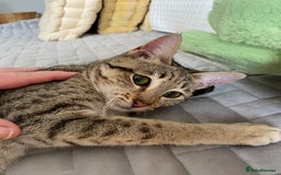 Savannah cats for sale: STUNNING SAVANNAH girl F5 sbt pure pedigree  - Image 19