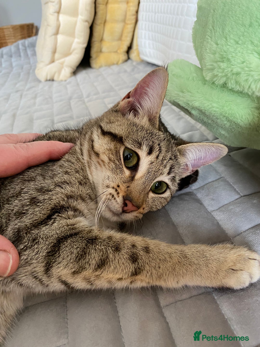 Savannah cats for sale: STUNNING SAVANNAH girl F5 sbt pure pedigree  - Image 19