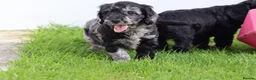 Cockapoo dogs for sale: Beautiful Cockapoo puppies for sale  - Advert 32