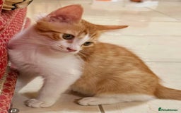 Mixed Breed cats for adoption: LUKI TURKISH ANGORA / JUNO SHORT HAIR BONDED PAIR  - Image 3