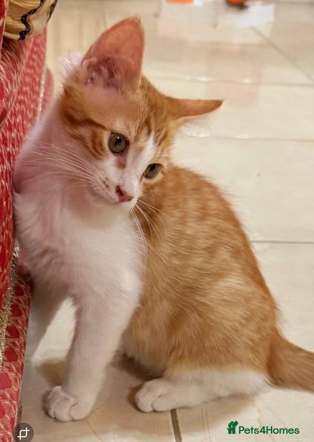 Mixed Breed cats for adoption: LUKI TURKISH ANGORA / JUNO SHORT HAIR BONDED PAIR  - Image 3