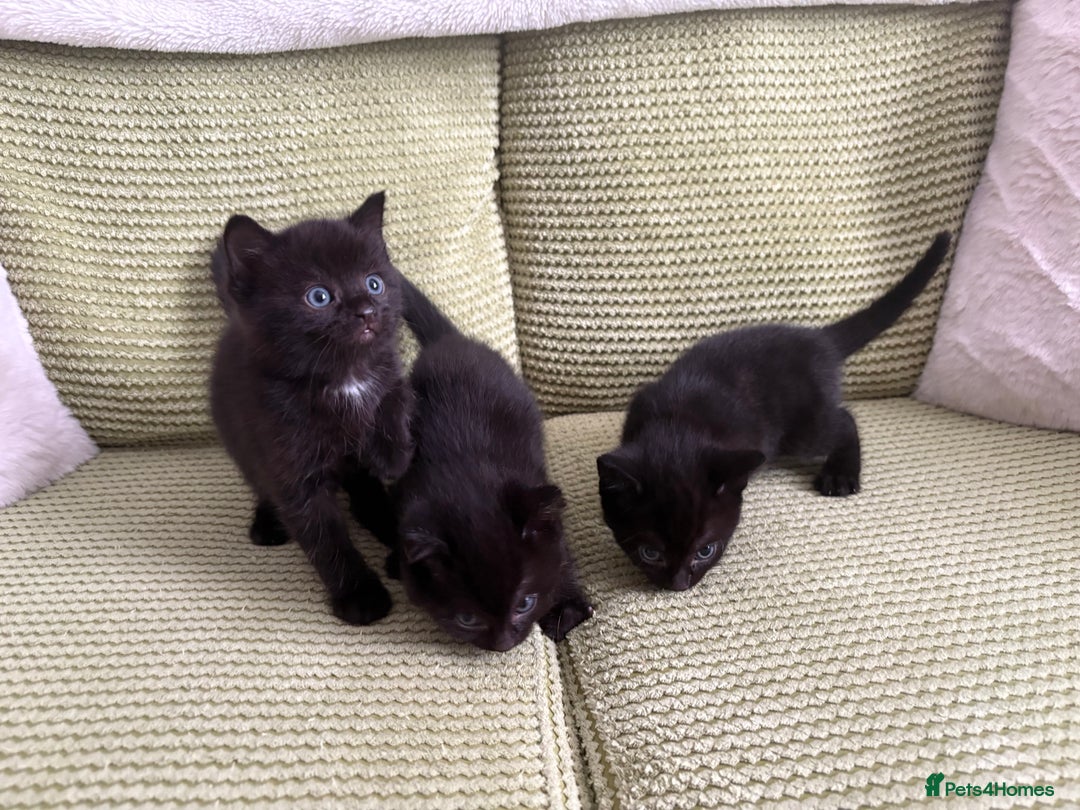 Domestic Shorthair cats for sale: 3 beautiful kittens  - Image 7