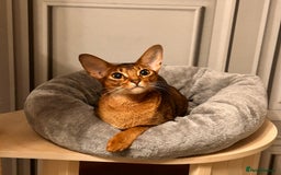 Abyssinian cats for sale: TICA champion line Abyssinian kittens  - Image 35