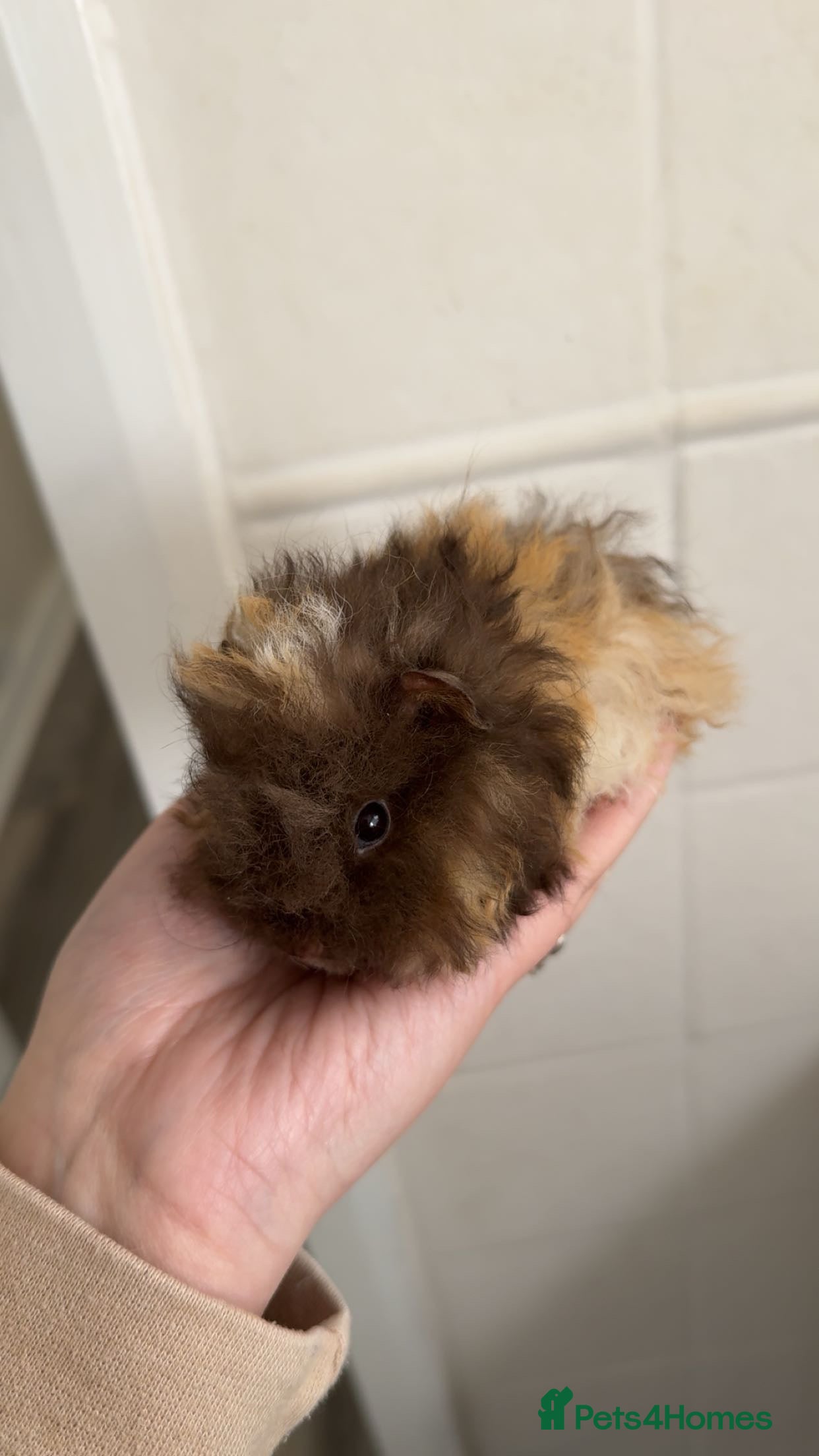 Guinea Pig rodents Chocolate tri texel male  - Advert 4