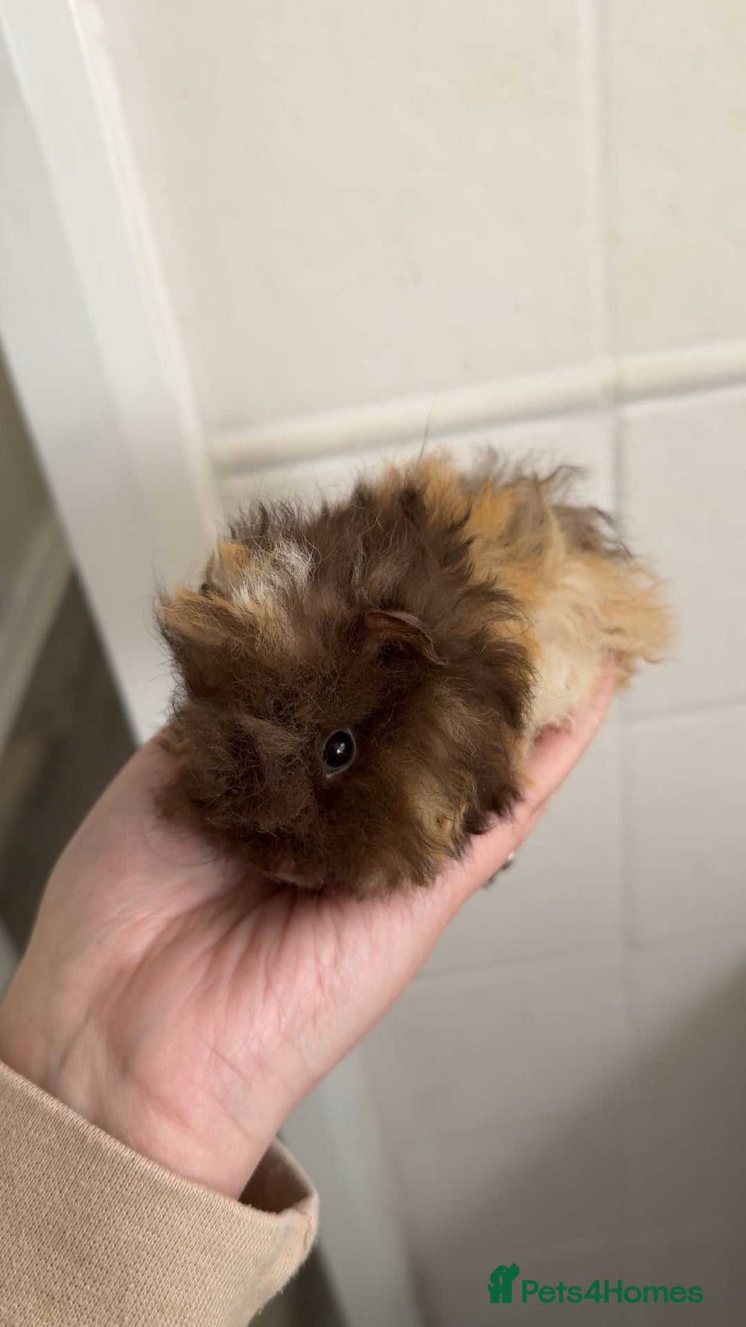 Guinea Pig rodents for sale: Chocolate tri texel male  - Advert 1