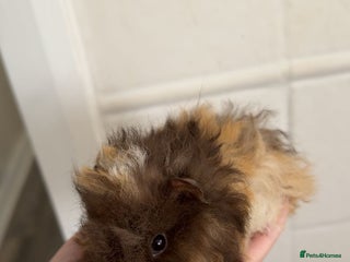 Guinea Pig rodents Chocolate tri texel male - Advert 1