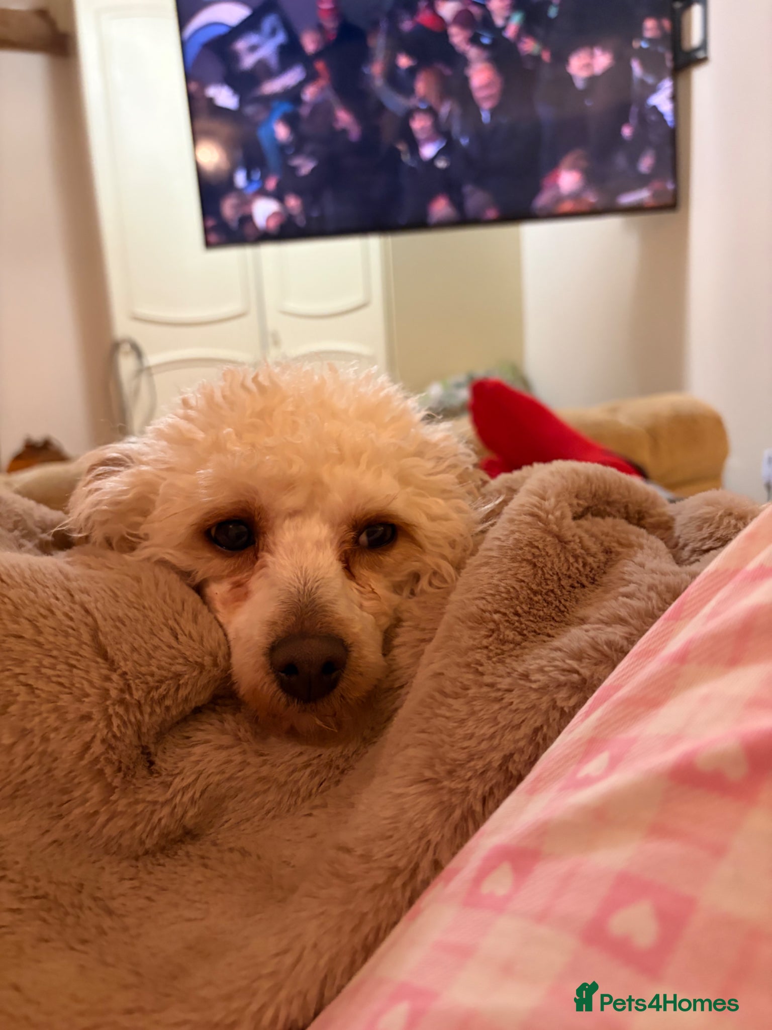 Poochon dogs The cutest babies  - Advert 2