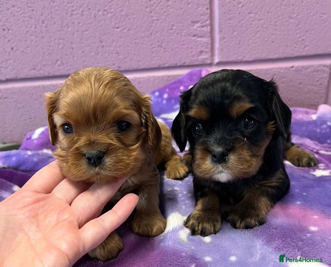 Cavalier King Charles Spaniel dogs Advanced trained Cavalier King Charles Spaniel - Advert 1