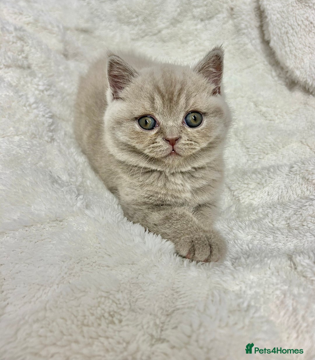 British Shorthair cats for sale: GCCF British Shorthair for Sale - Advert 34