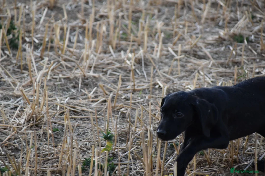 Mixed Breed dogs for sale: German short haired pointers x lurcher  - Advert 16