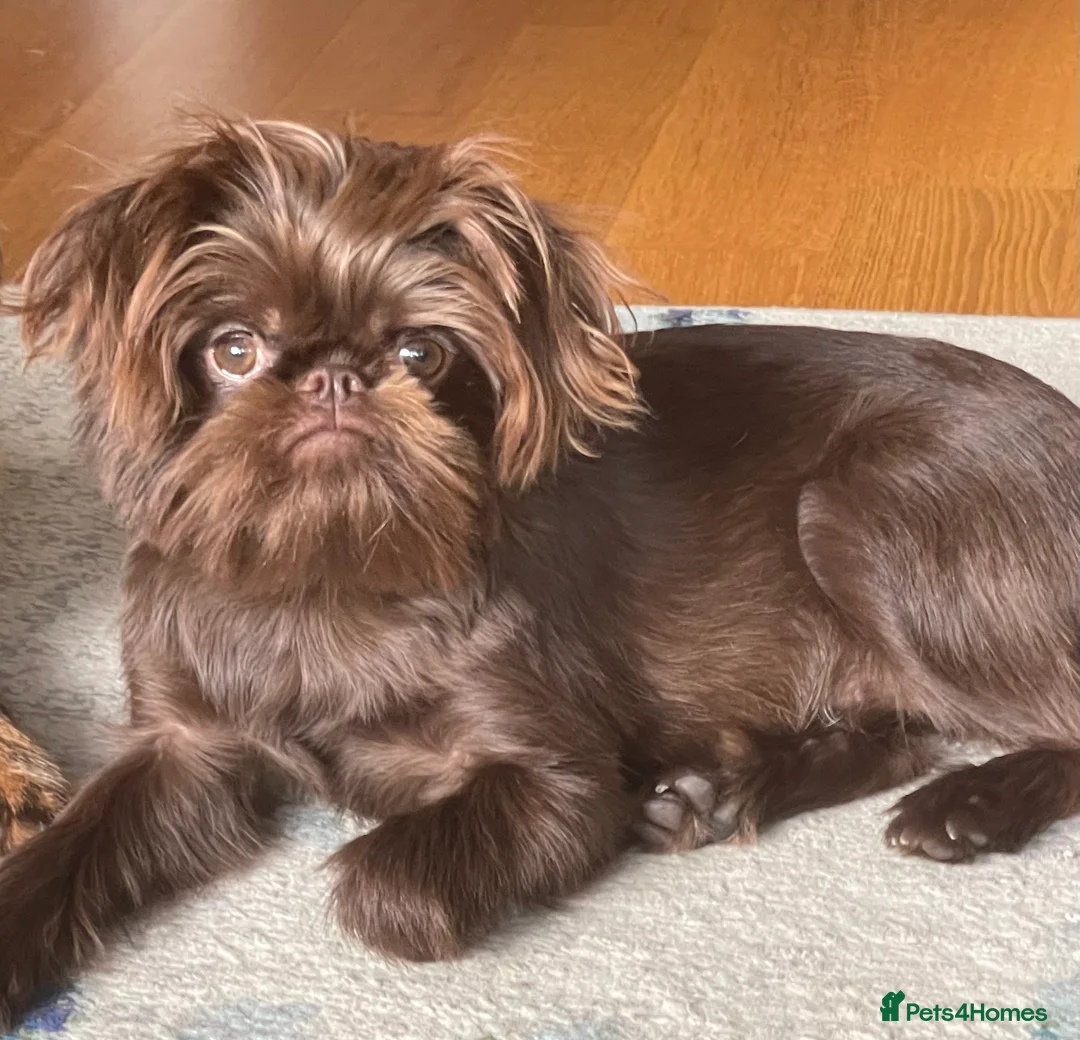 Griffon Bruxellois dogs for sale: Gorgeous Rough Coated 3 Year Old griffon Girl  - Advert 1