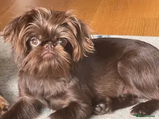 Griffon Bruxellois dogs Gorgeous Rough Coated 3 Year Old griffon Girl - Advert 16