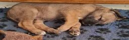 Irish Wolfhound dogs for sale: Beautiful KC reg. Irish Wolfhound Puppies - Advert 8
