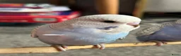 Budgerigars birds for sale: Semi Tamed Baby Budgies for sale  - Advert 7