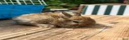 Netherland Dwarf rabbits for sale: Lap bunnies Netherland dwarf  - Advert 12