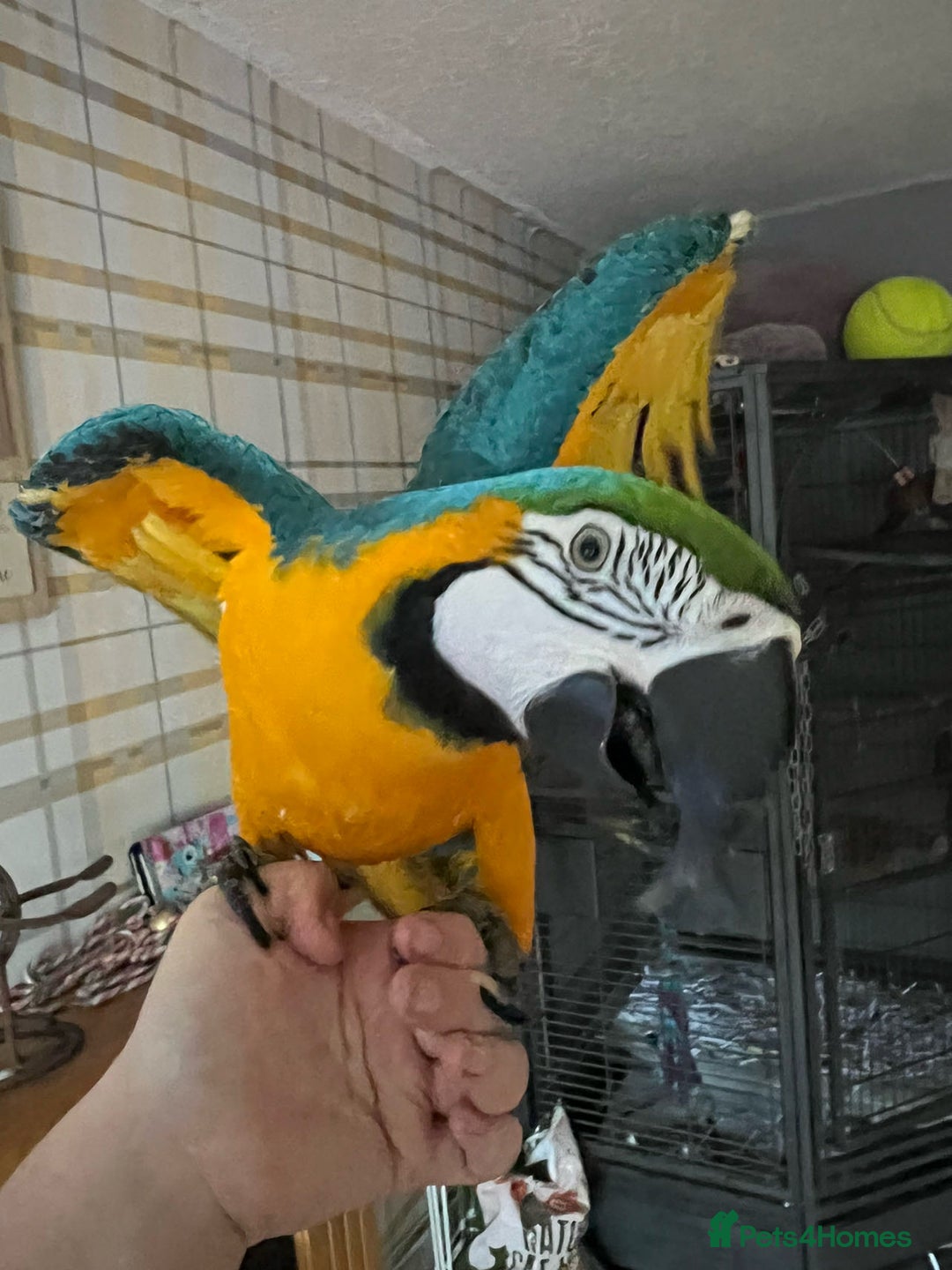 Macaws birds for sale: Blue & Gold Macaw - Advert 5