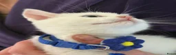 Ragdoll cats for sale: Ragdoll x 1/2 raggie bsh white 8 wks ready now in Lewes - Advert 4