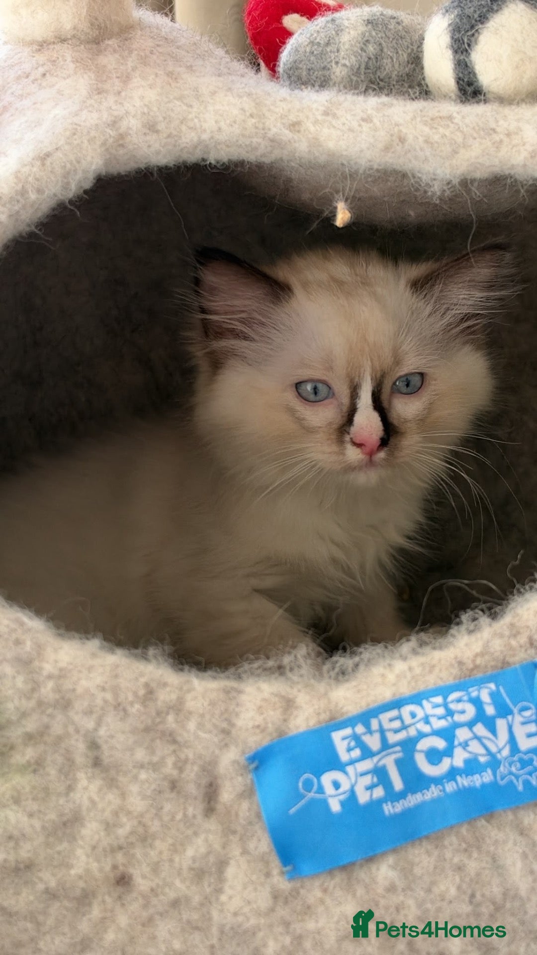 Ragdoll cats Stunning ragdoll kittens ready to go home 15thOct  - Advert 16