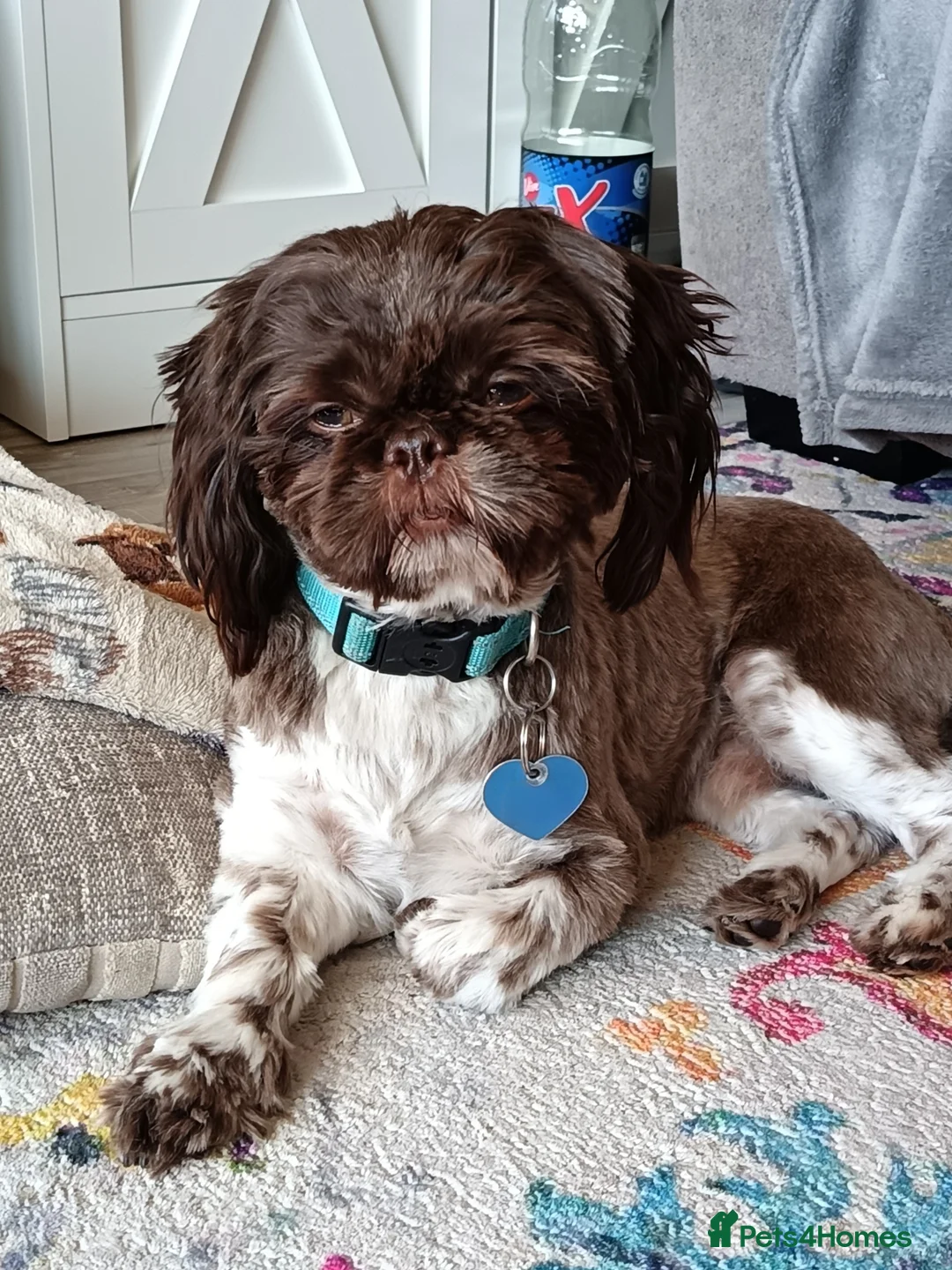 Shih Tzu dogs for sale: Beautiful Shih-tzu  - Advert 2