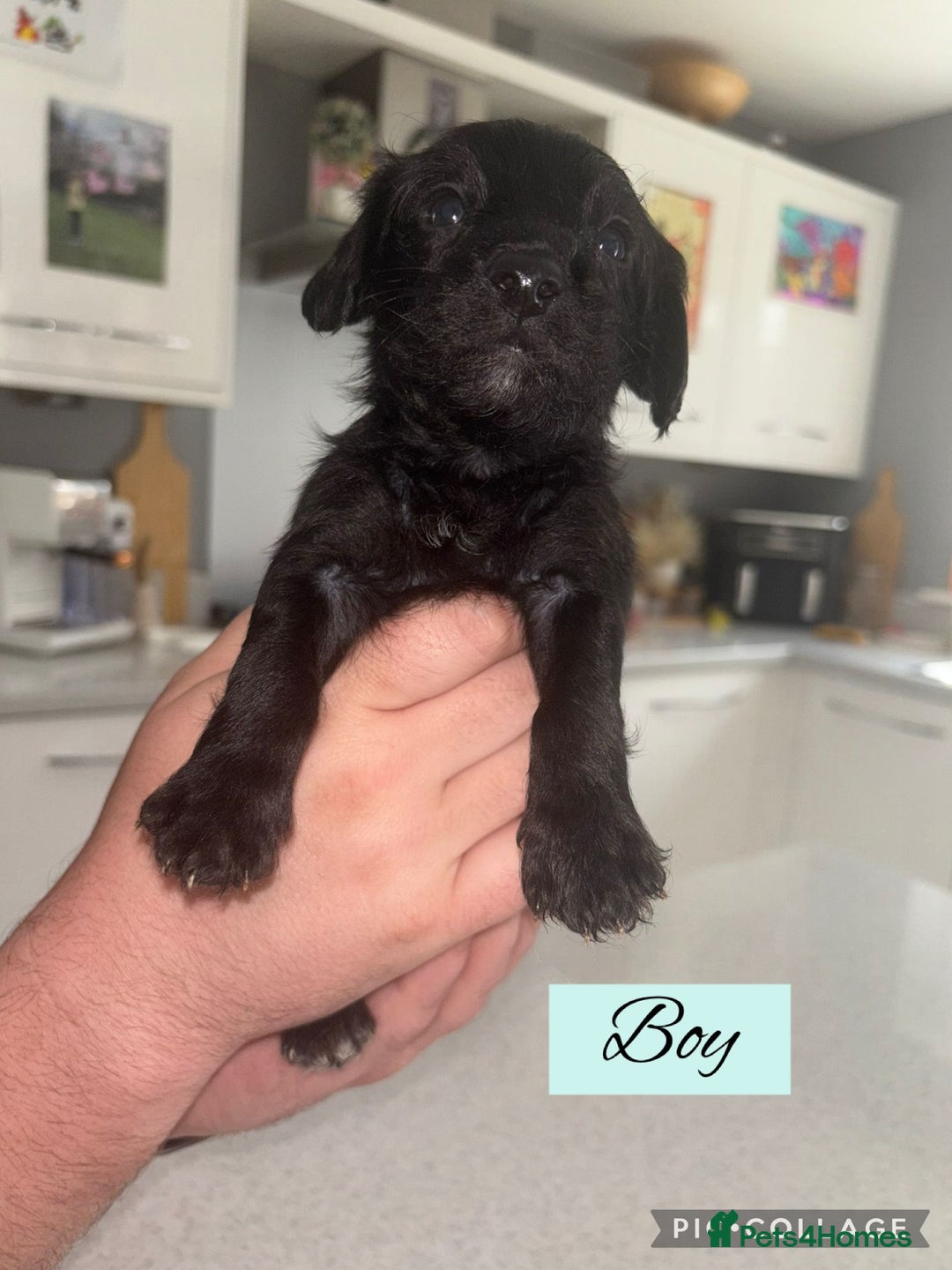 Mixed Breed dogs for sale: REDUCED - Cockapoochi Puppies - READY TO VIEW 🐶 - Image 13