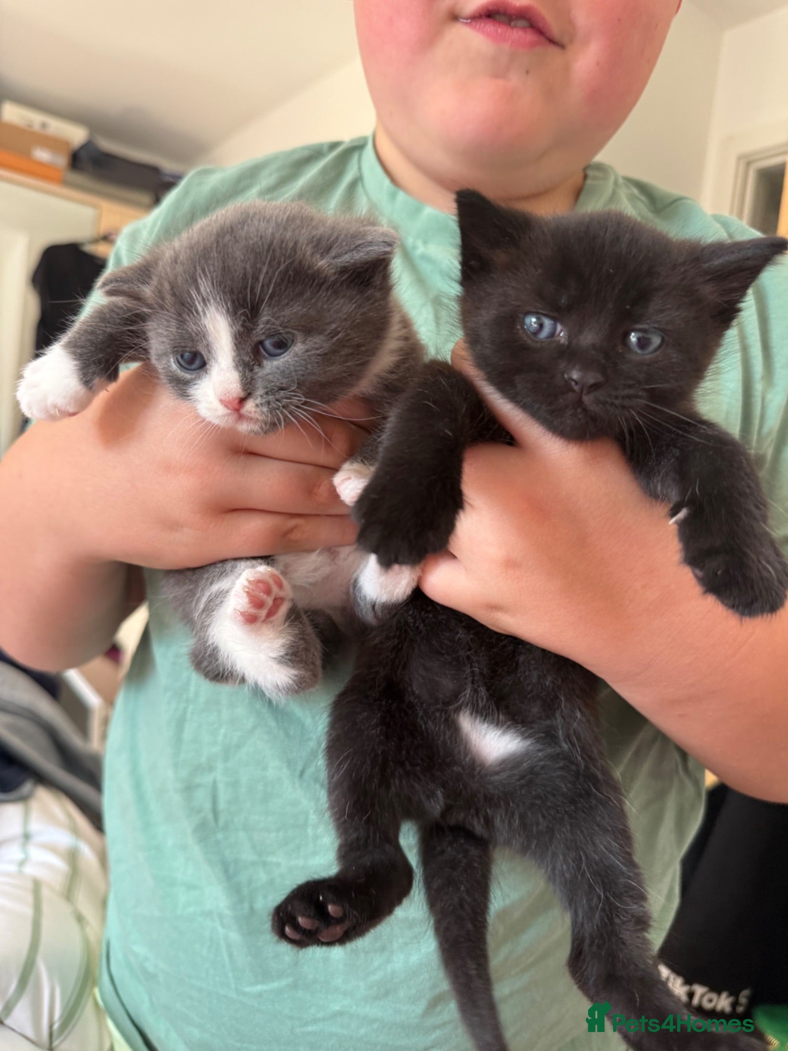 Mixed Breed cats Beautiful kittens  - Advert 3