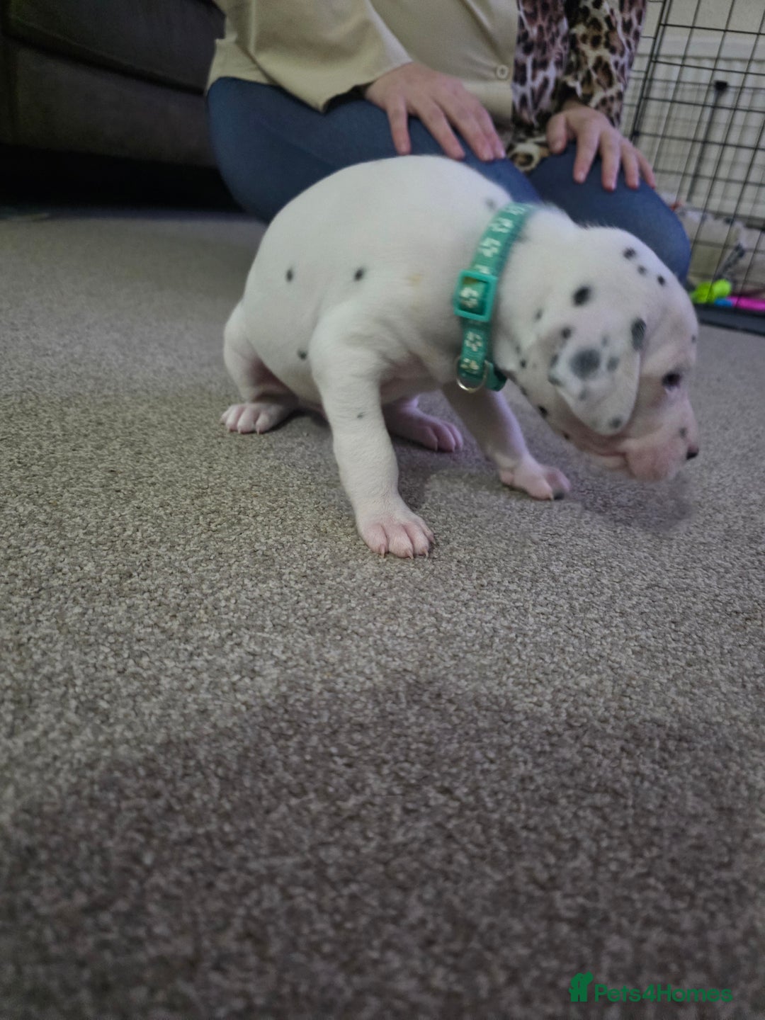 Dalmatian dogs for sale: 100% DALMATIAN LITTER - Image 34