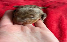 Dachshund dogs for sale: Standard Dachshund Puppies  - Image 11