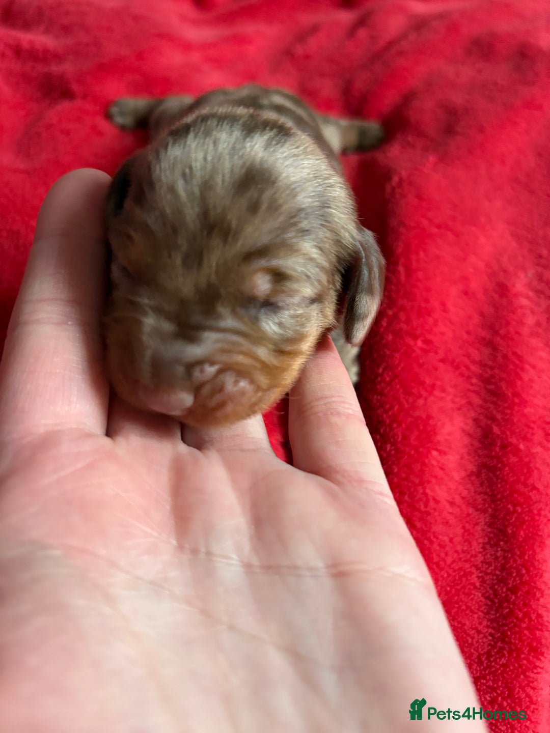 Dachshund dogs for sale: Standard Dachshund Puppies  - Image 11