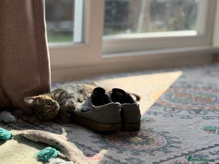 Mixed Breed cats for sale: 6 month old for re home - Advert 1