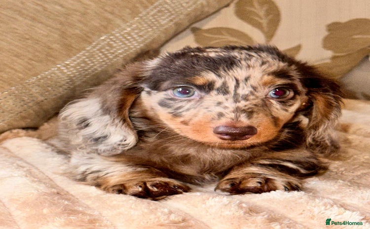 Dachshund dogs - Advert 1