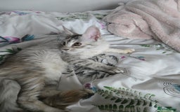 Maine Coon cats for sale: MAINE COON TICA REGISTERED KITTENS READY NOW  - Image 20